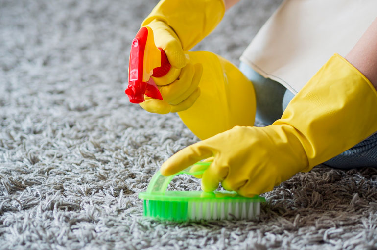 What is a Carpet Moth and How to Clean It?